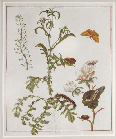 Maria Sibylla Merian, Plants and insects of Suriname, St. Petersburg, Hermitage